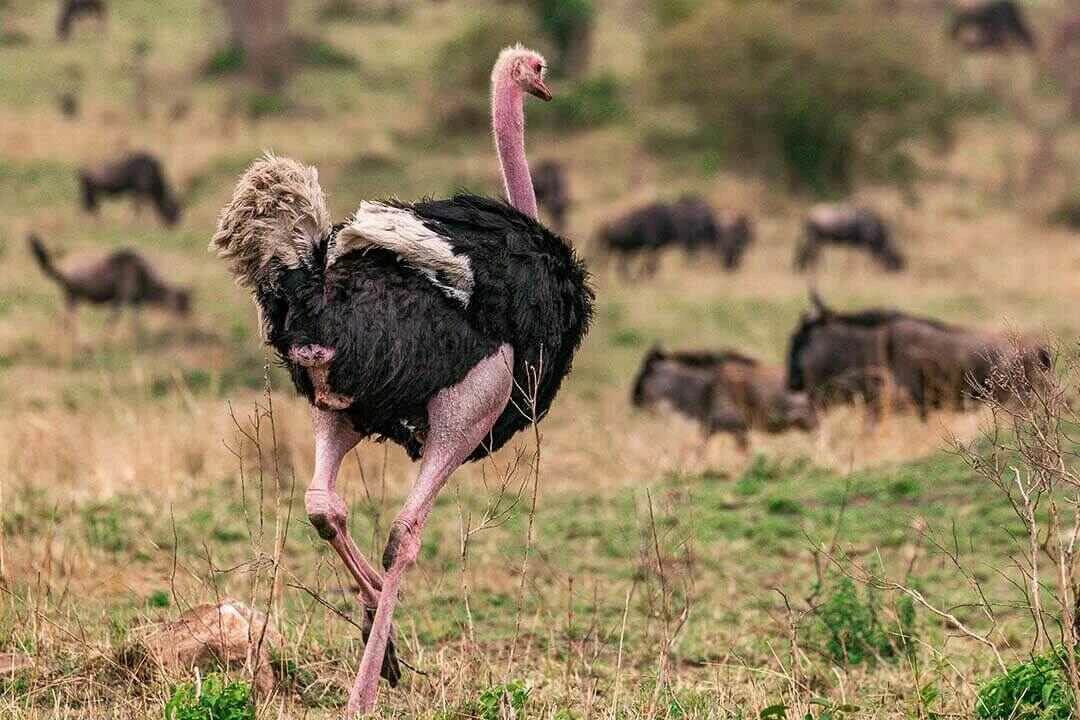 Common Ostrich Wide